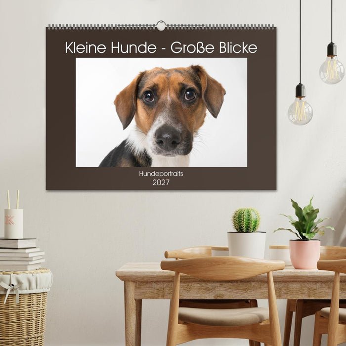Kleine Hunde - Große Blicke (CALVENDO Wandkalender 2027)