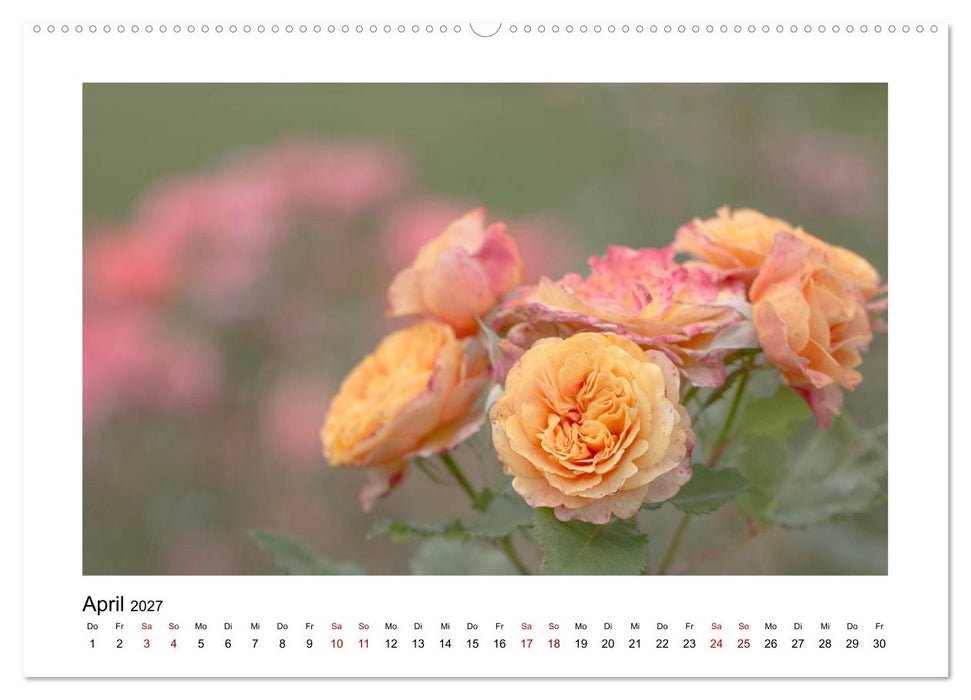 Oranger Blütentraum (CALVENDO Wandkalender 2027)