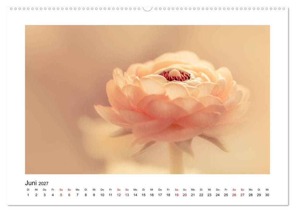 Oranger Blütentraum (CALVENDO Wandkalender 2027)