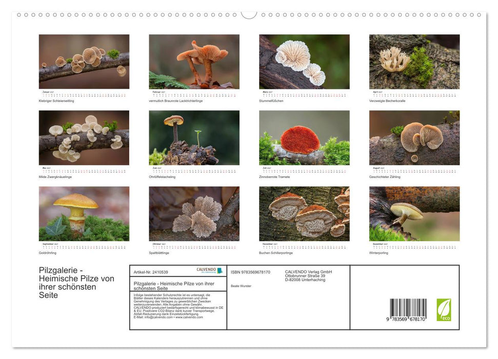 Pilzgalerie - Heimische Pilze von ihrer schönsten Seite (CALVENDO Premium Wandkalender 2027)