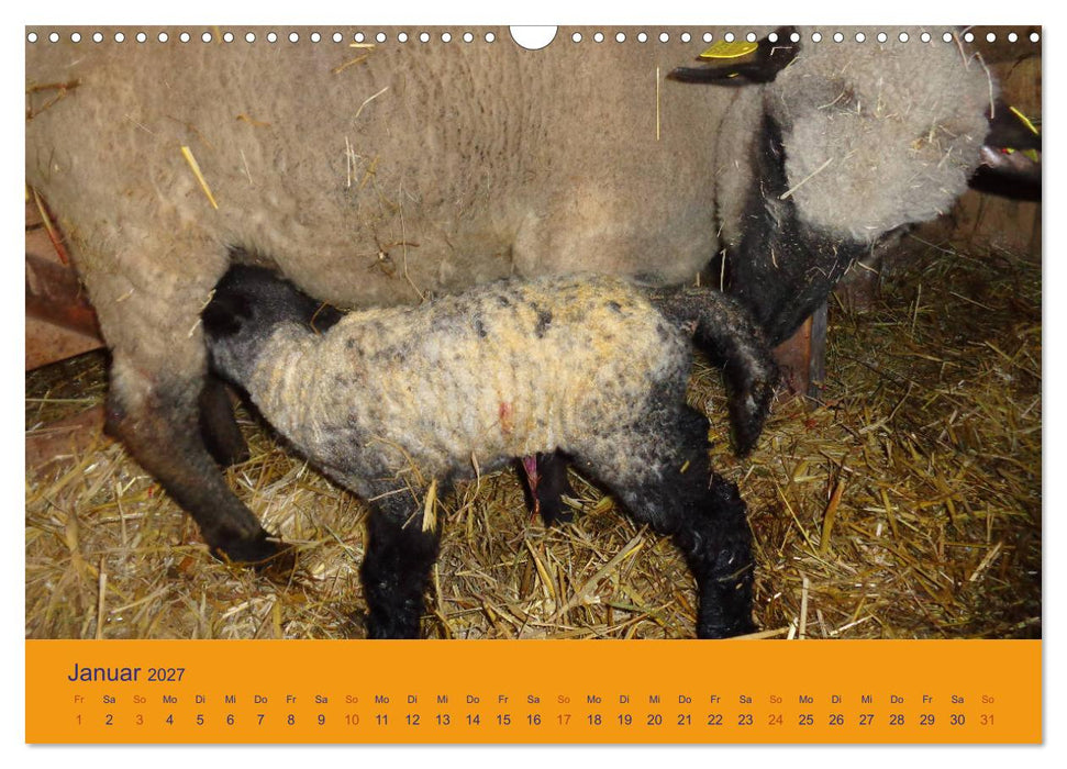 Shropshire Schafe (CALVENDO Wandkalender 2027)