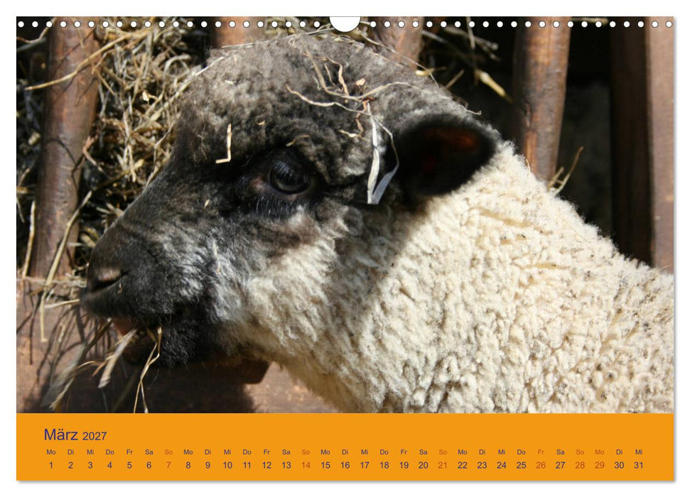 Shropshire Schafe (CALVENDO Wandkalender 2027)