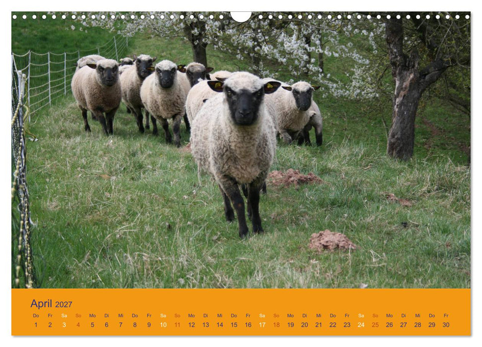 Shropshire Schafe (CALVENDO Wandkalender 2027)