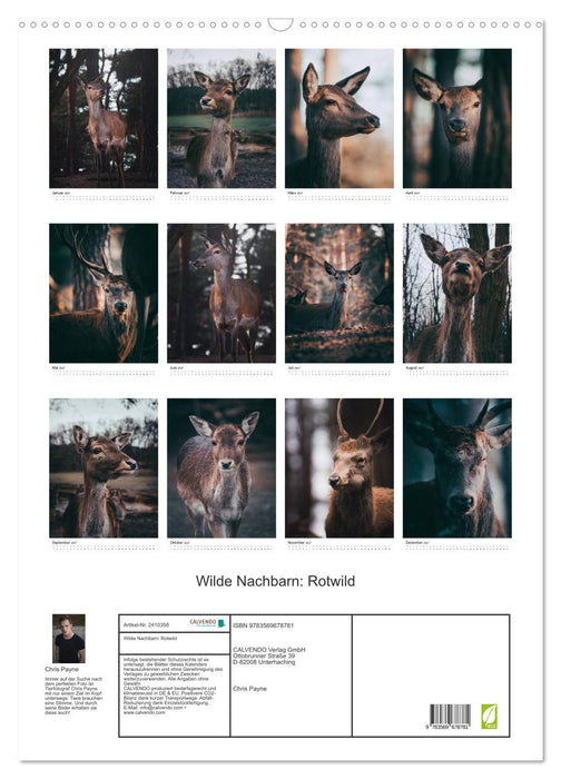 Wilde Nachbarn: Rotwild (CALVENDO Wandkalender 2027)