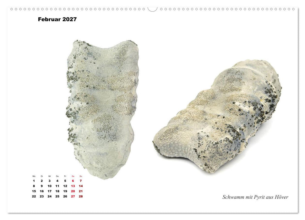 Fossilien - Ammoniten, Trilobiten, Erdgeschichte (CALVENDO Wandkalender 2027)