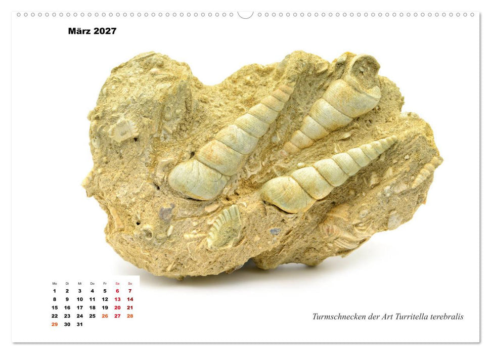 Fossilien - Ammoniten, Trilobiten, Erdgeschichte (CALVENDO Wandkalender 2027)