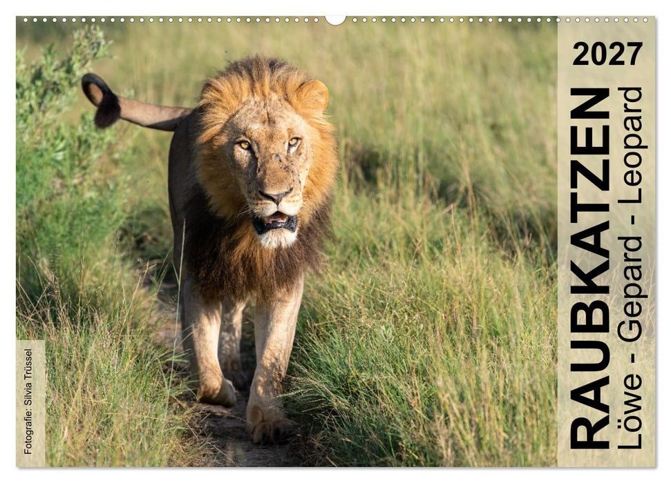 Raubkatzen - Löwe, Gepard, Leopard (CALVENDO Wandkalender 2027)