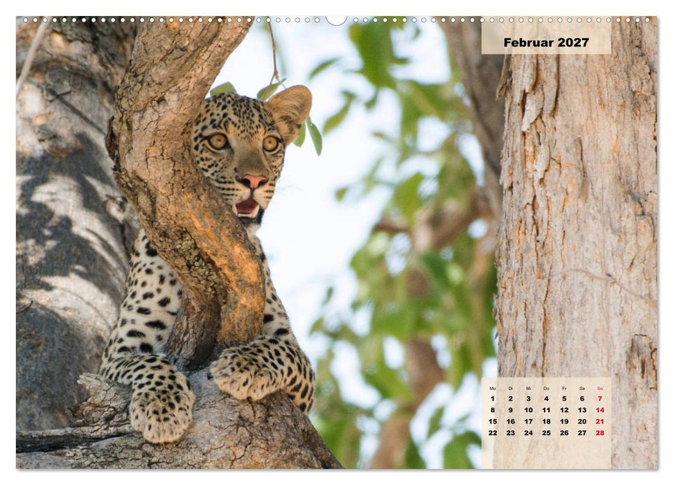 Raubkatzen - Löwe, Gepard, Leopard (CALVENDO Wandkalender 2027)