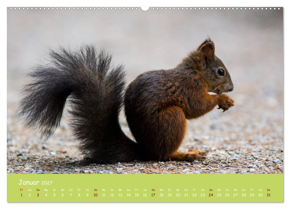 Eichhörnchen - die süßen Nussknacker (CALVENDO Premium Wandkalender 2027)