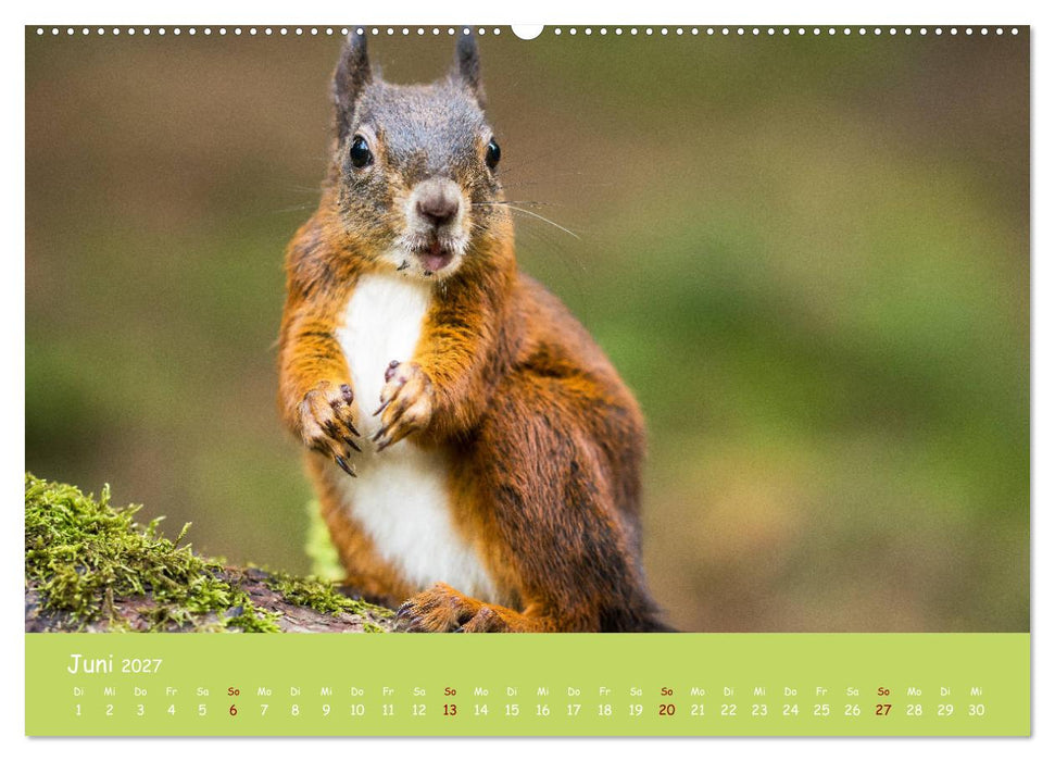 Eichhörnchen - die süßen Nussknacker (CALVENDO Premium Wandkalender 2027)