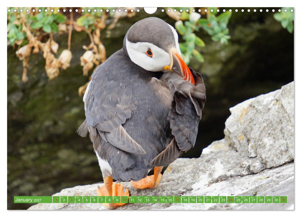 Puffins - small birds very big (CALVENDO Monthly Calendar 2027)
