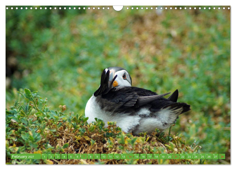 Puffins - small birds very big (CALVENDO Monthly Calendar 2027)
