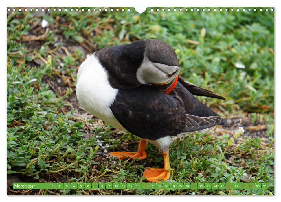 Puffins - small birds very big (CALVENDO Monthly Calendar 2027)