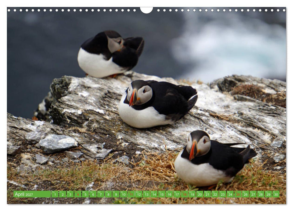 Puffins - small birds very big (CALVENDO Monthly Calendar 2027)