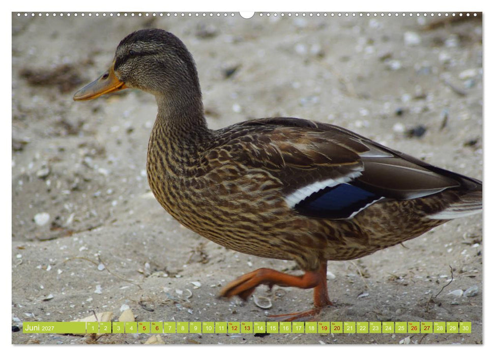 Possierliche Stockenten (CALVENDO Wandkalender 2027)