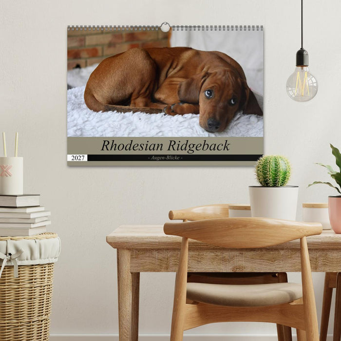Rhodesian Ridgeback Augen-Blicke (CALVENDO Wandkalender 2027)