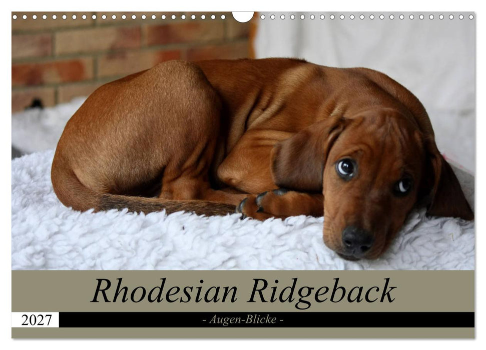 Rhodesian Ridgeback Augen-Blicke (CALVENDO Wandkalender 2027)