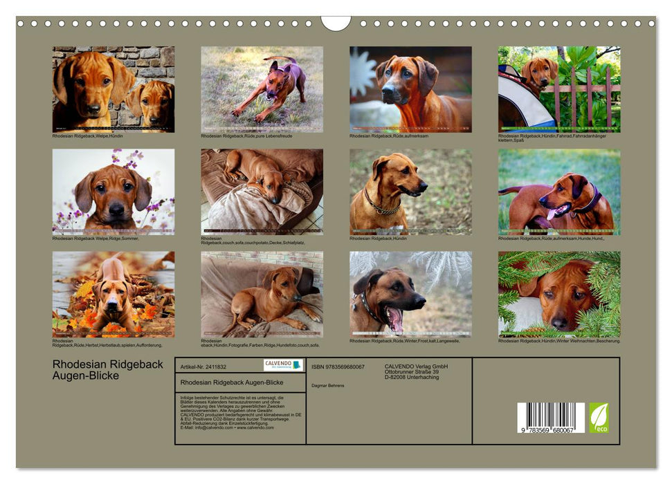 Rhodesian Ridgeback Augen-Blicke (CALVENDO Wandkalender 2027)