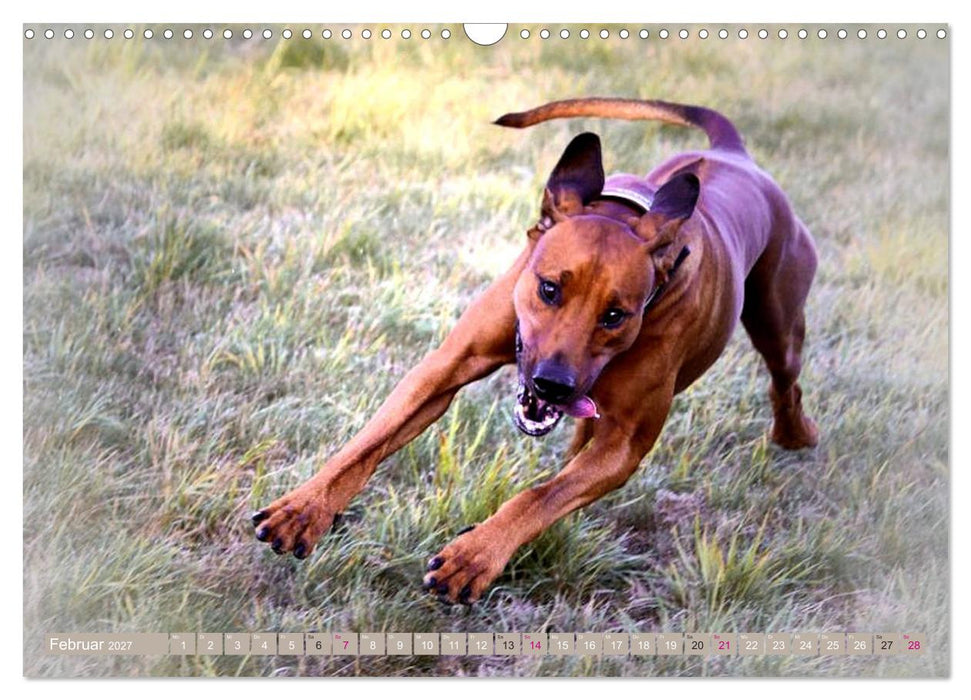 Rhodesian Ridgeback Augen-Blicke (CALVENDO Wandkalender 2027)