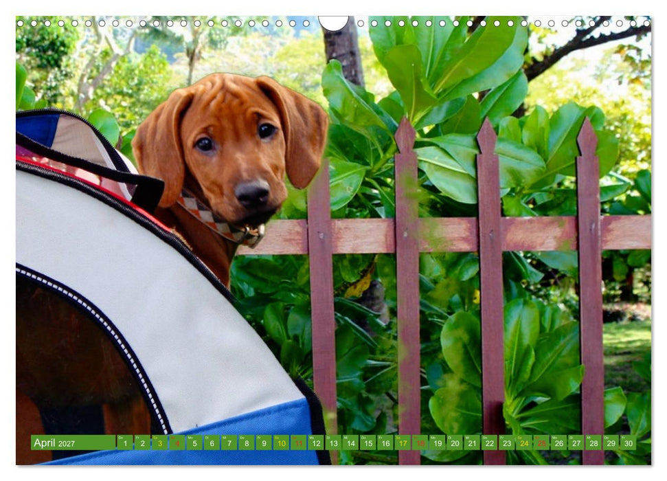 Rhodesian Ridgeback Augen-Blicke (CALVENDO Wandkalender 2027)