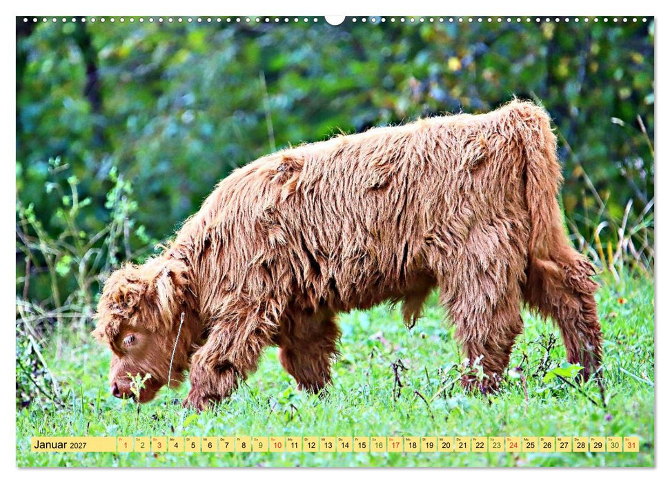 Highland Cattle, die Hochlandrinder aus Pfeffingen (CALVENDO Premium Wandkalender 2027)
