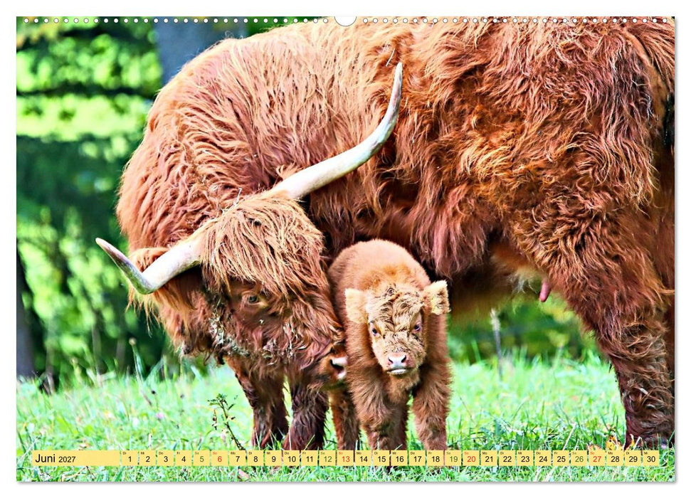Highland Cattle, die Hochlandrinder aus Pfeffingen (CALVENDO Premium Wandkalender 2027)