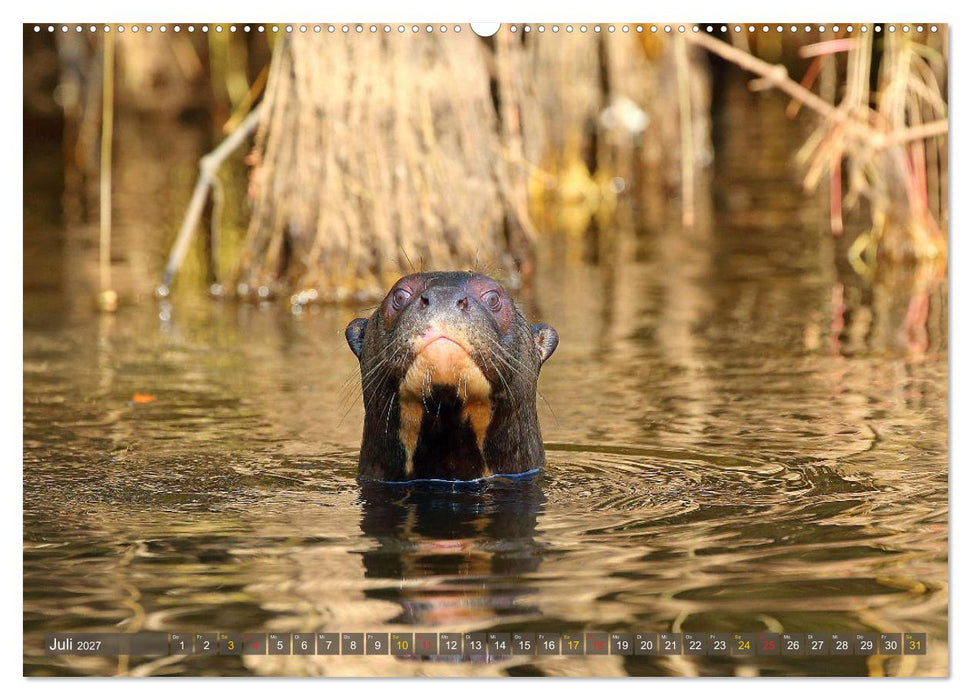 Riesenotter - Flusswölfe im Pantanal (CALVENDO Premium Wandkalender 2027)