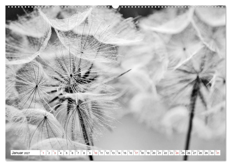 Pusteblumenzauber in schwarzweiß (CALVENDO Wandkalender 2027)