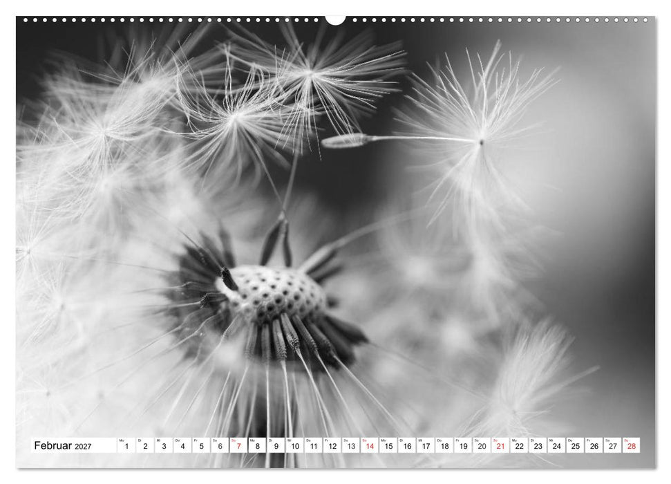 Pusteblumenzauber in schwarzweiß (CALVENDO Wandkalender 2027)