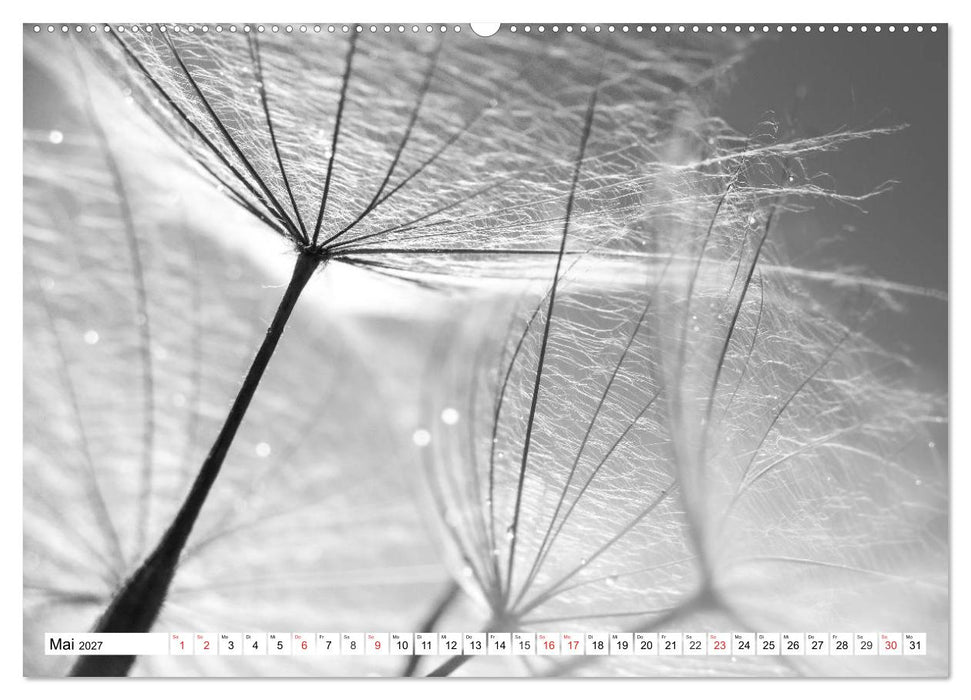 Pusteblumenzauber in schwarzweiß (CALVENDO Wandkalender 2027)