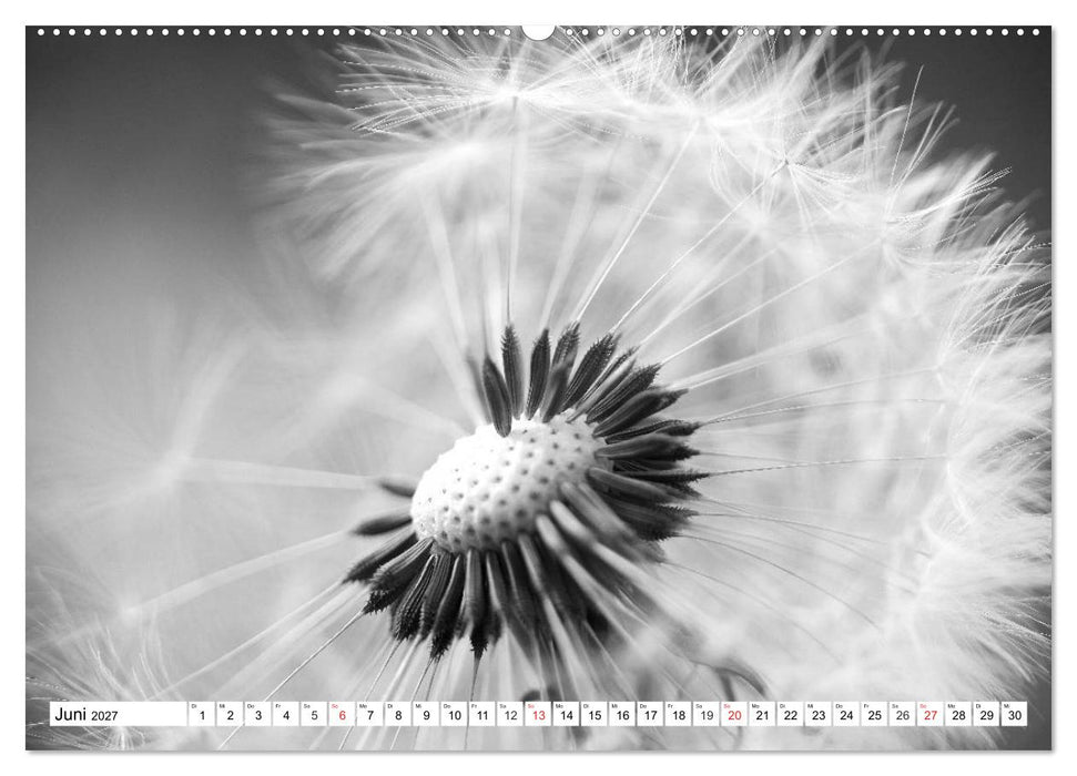 Pusteblumenzauber in schwarzweiß (CALVENDO Wandkalender 2027)
