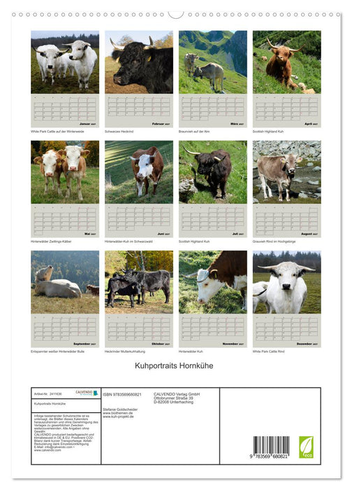 Kuhportraits Hornkühe (CALVENDO Premium Wandkalender 2027)