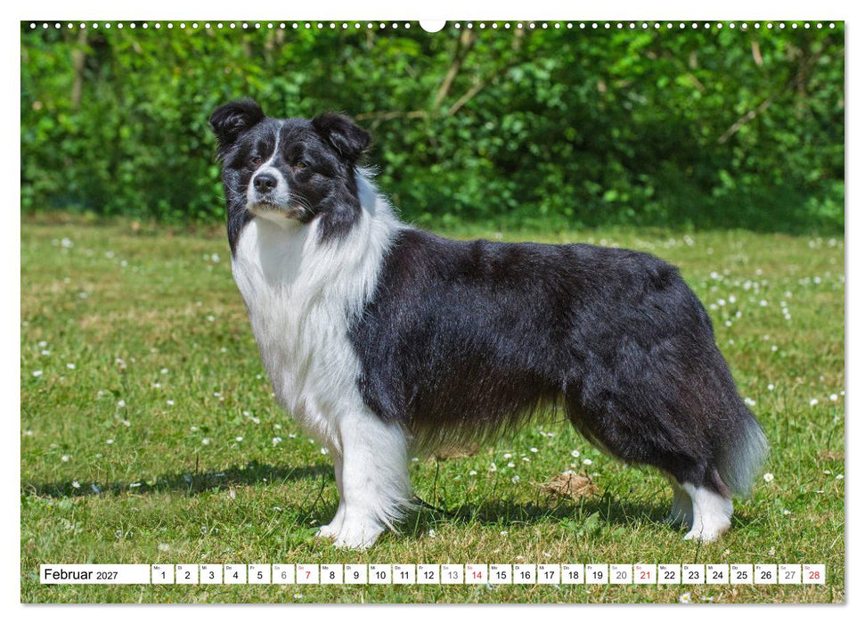 Traumhund Border Collie (CALVENDO Wandkalender 2027)
