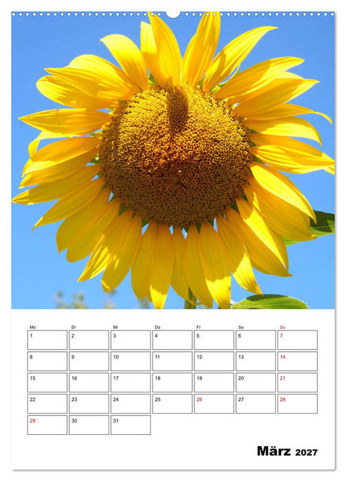 Leuchtende Sonnenblumen (CALVENDO Wandkalender 2027)