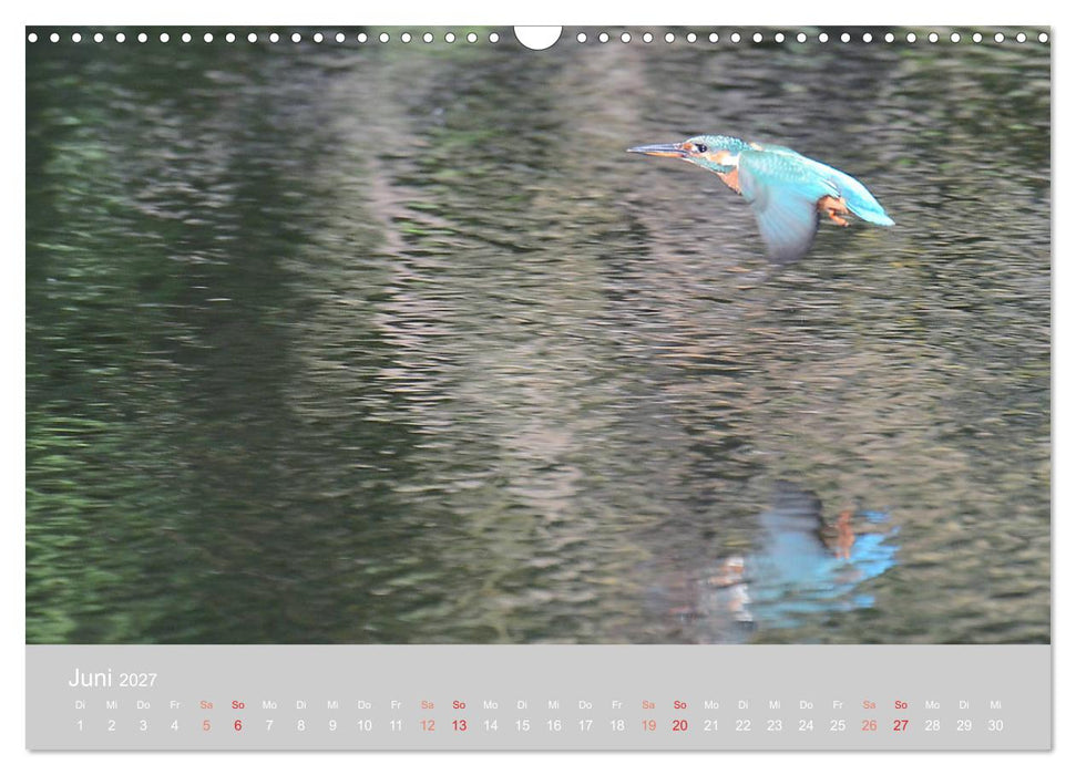 Der Eisvogel, ein Juwel der Natur (CALVENDO Wandkalender 2027)