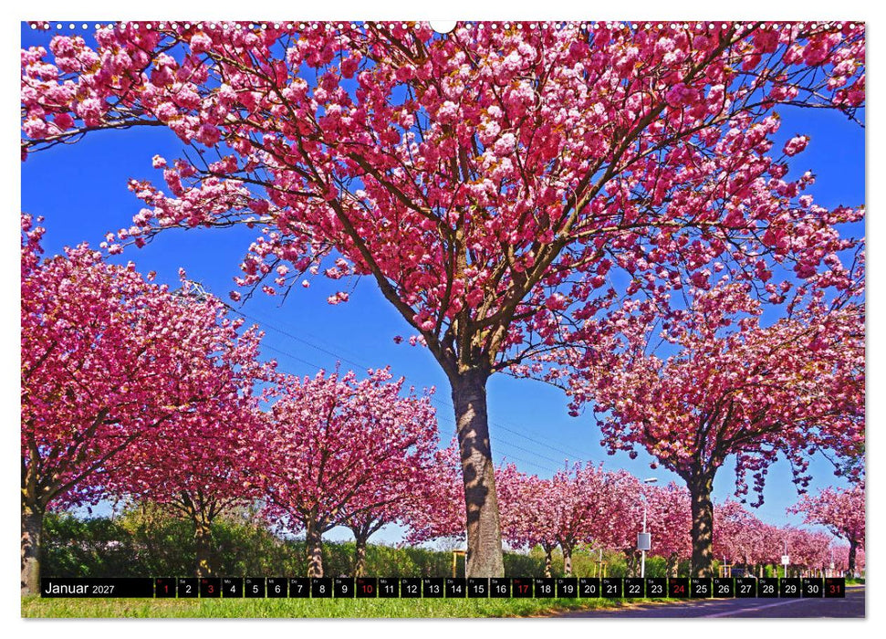 Frühling in Magdeburg (CALVENDO Premium Wandkalender 2027)