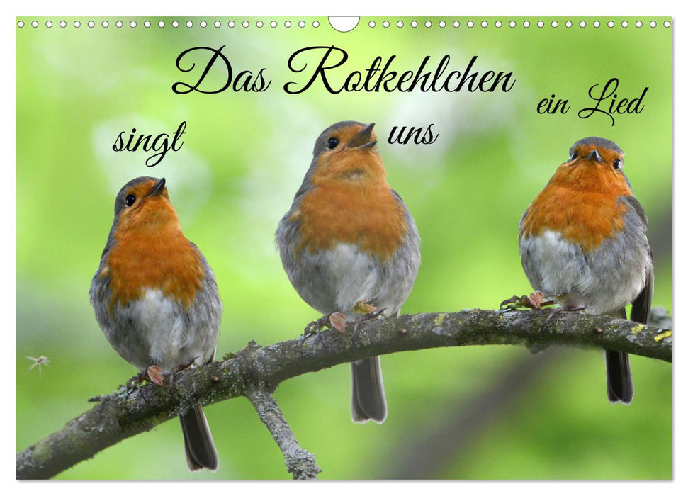 Das Rotkehlchen singt uns ein Lied (CALVENDO Wandkalender 2027)