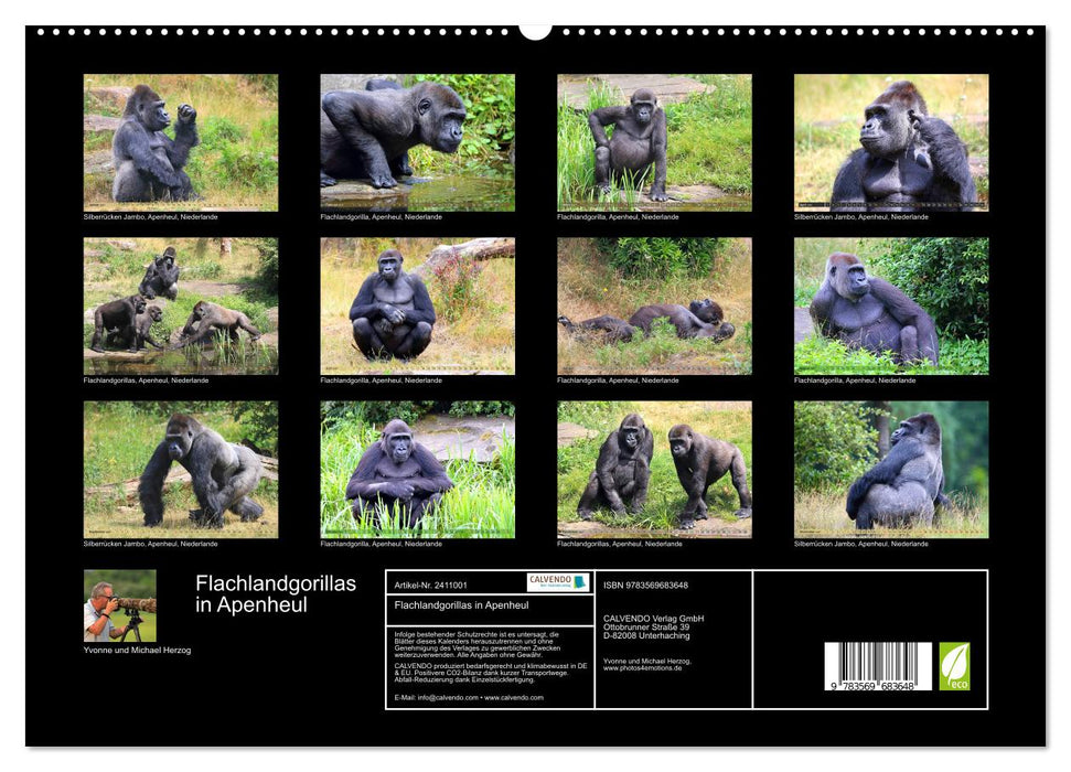 Flachlandgorillas in Apenheul (CALVENDO Premium Wandkalender 2027)