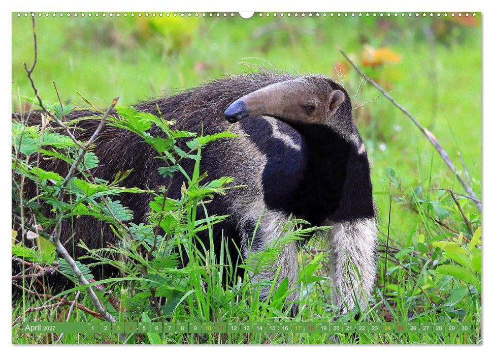 Tierparadies Pantanal (CALVENDO Wandkalender 2027)