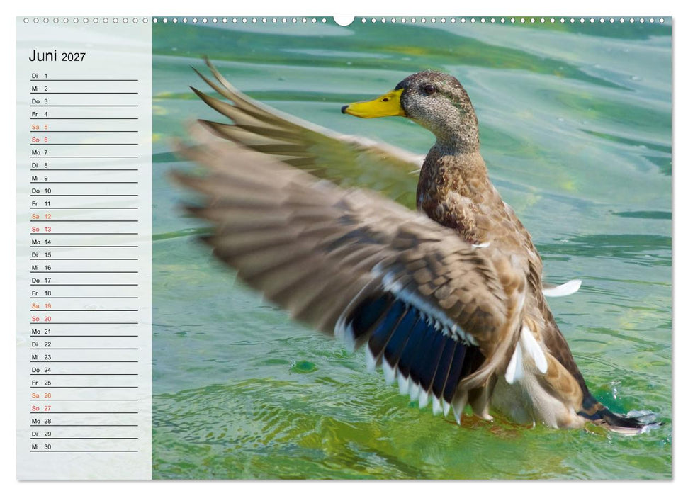 Caldonazzo See (CALVENDO Premium Wandkalender 2027)