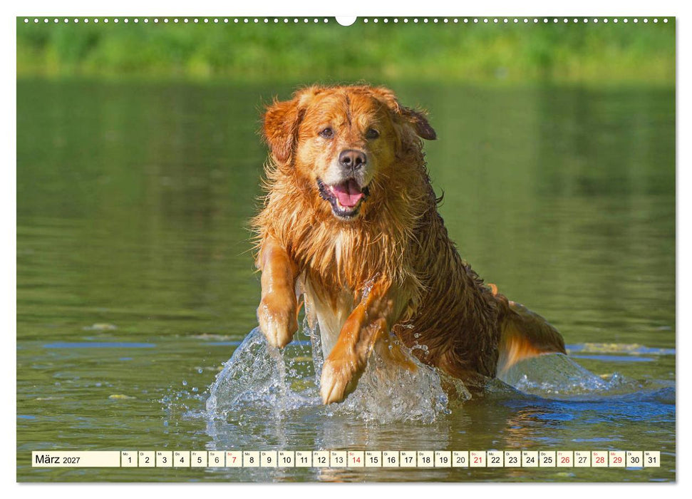 Golden Retriever - Freunde auf 4 Pfoten (CALVENDO Premium Wandkalender 2027)