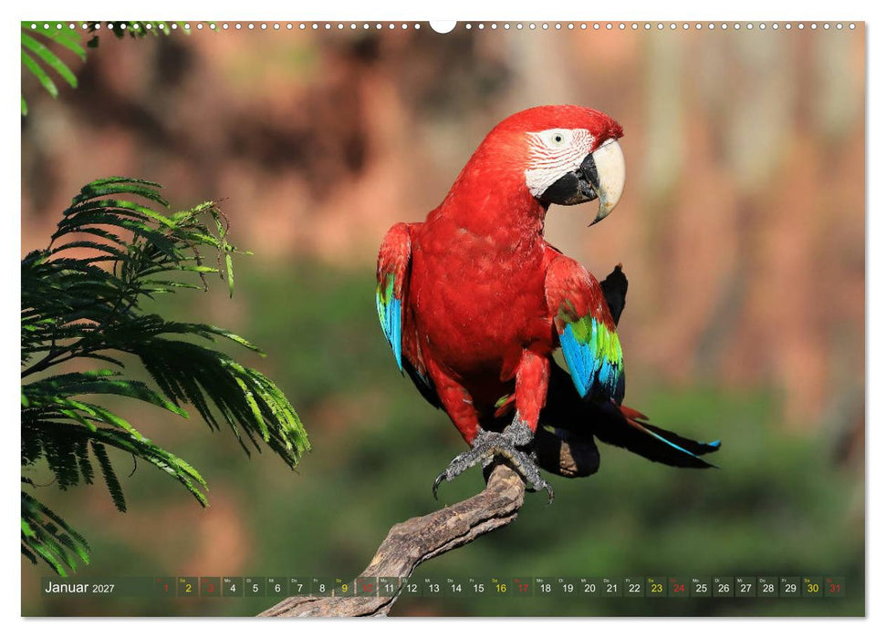 Aras im Pantanal (CALVENDO Wandkalender 2027)