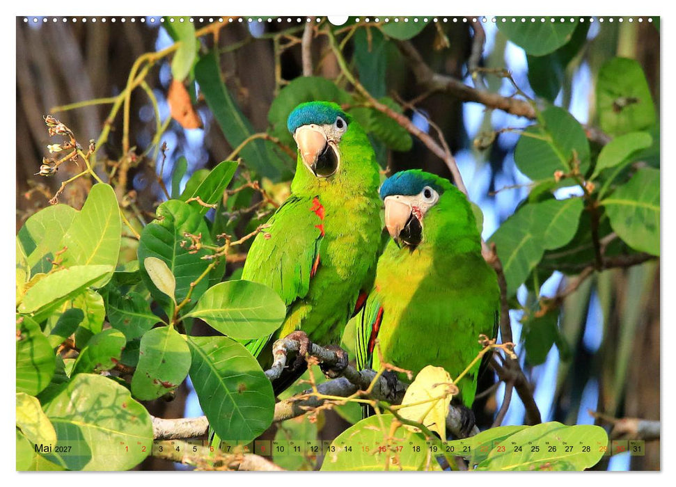 Aras im Pantanal (CALVENDO Wandkalender 2027)
