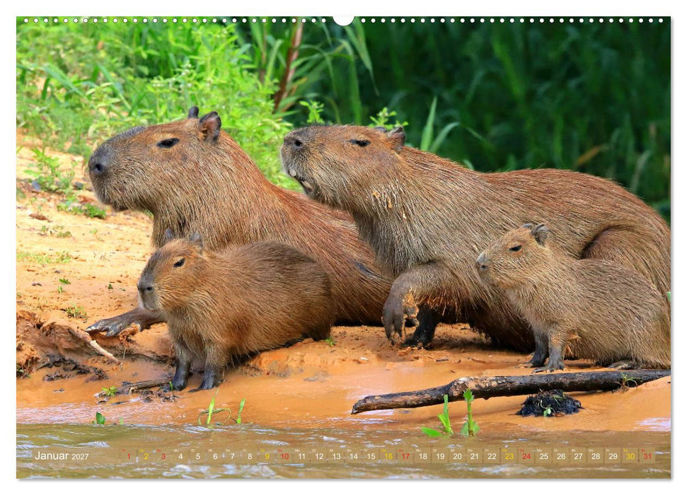 Tierparadies Pantanal (CALVENDO Premium Wandkalender 2027)