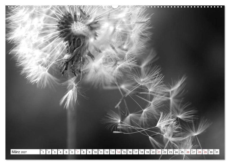 Pusteblumenzauber in schwarzweiß (CALVENDO Premium Wandkalender 2027)