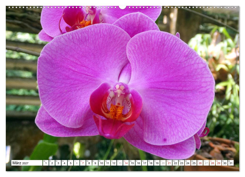 Blüten-Zauber - Naturparadies Kuba (CALVENDO Premium Wandkalender 2027)