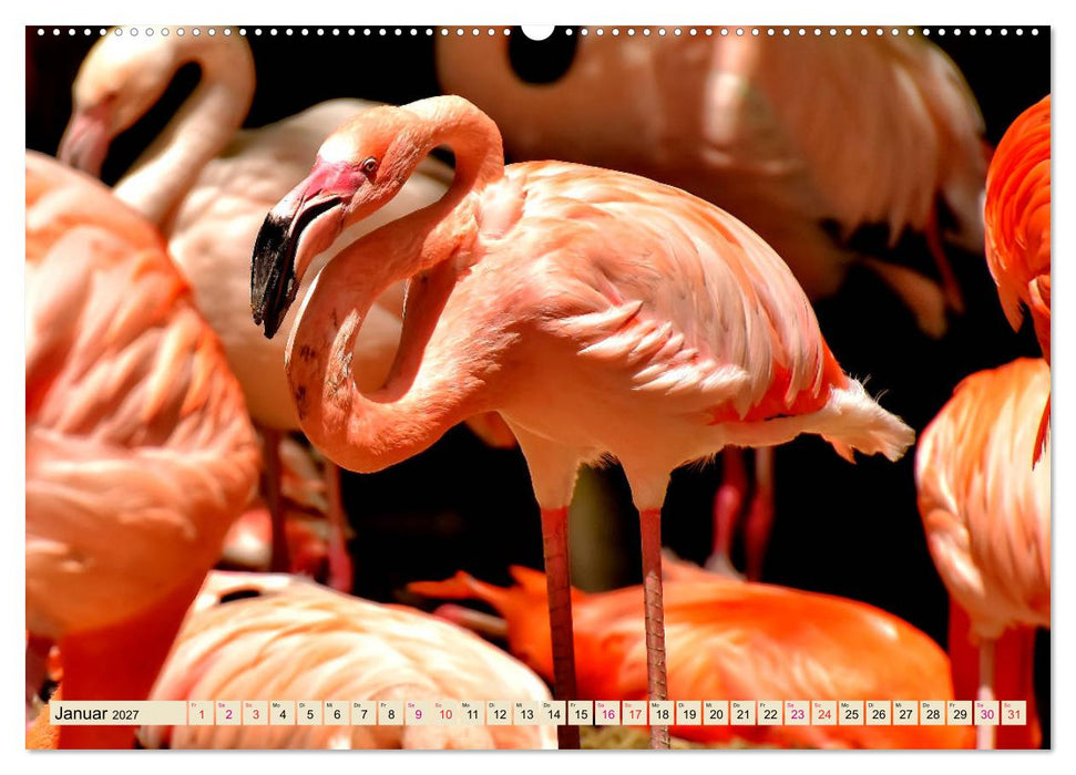 Flamingos - elegante Schönheiten (CALVENDO Wandkalender 2027)