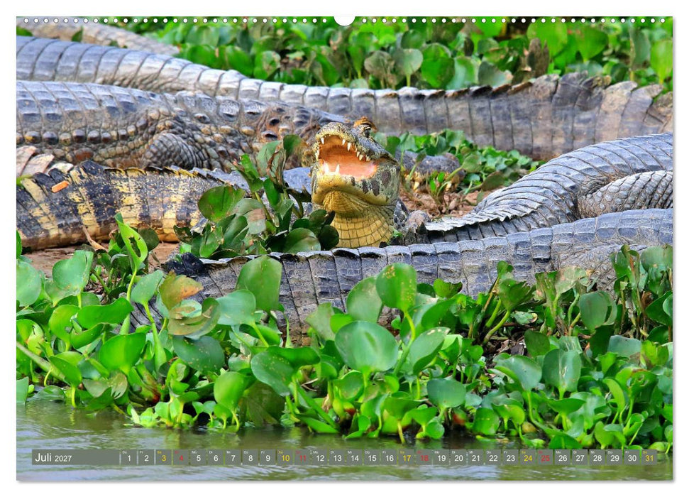 Krokodile in der Wildnis (CALVENDO Premium Wandkalender 2027)