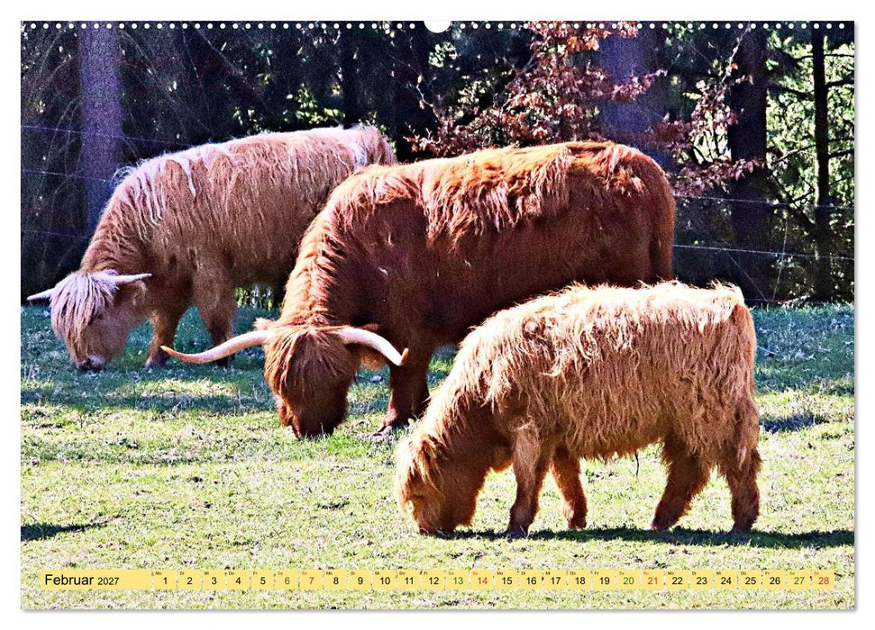 Highland Cattle, die Hochlandrinder aus Pfeffingen (CALVENDO Wandkalender 2027)