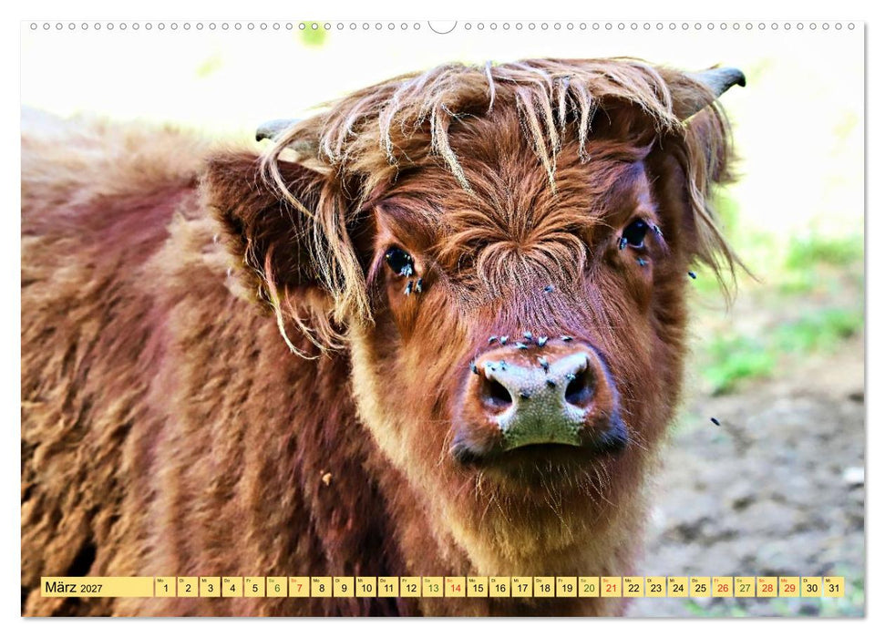 Highland Cattle, die Hochlandrinder aus Pfeffingen (CALVENDO Wandkalender 2027)
